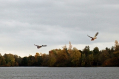 Gänse am Nettebruch