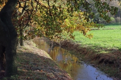 In den Auen am Nettebruch