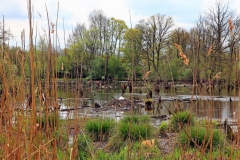 Schwalmbruch "Am Blates"