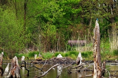 Schwanennest "Am Blates" mit Eisvogel