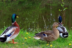 Enten am Ufer der Schwalm