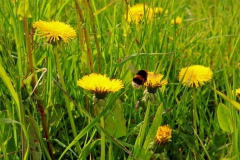 Löwenzahn mit Hummel