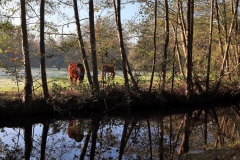 An der Schwalm bei Brüggen