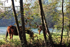 Pferdekoppel bei Brüggen