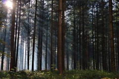 Tannenwald im Dilborner Busch