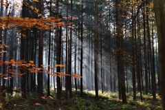 Tannenwald im Dilborner Busch