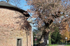 Messerturm Burg Brüggen