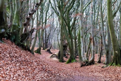 Wald im Molzental