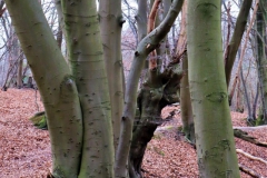 Wald im Molzental