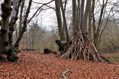 Wald im Molzental