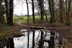 Trittsteine Altarm Schwalm