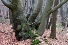 Schwalmbruch bei Feltenberg