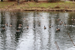 Ophoverweiher