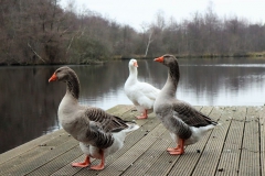 Holtmühlenweiher