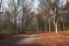 Buchenallee nahe Baerl