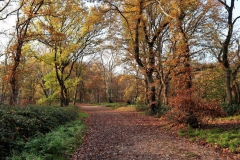 Weg am Waldsee