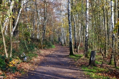 Birken am Waldsee