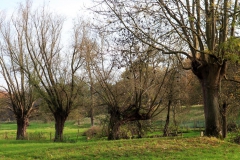 Alte Weiden am Lohheidesee