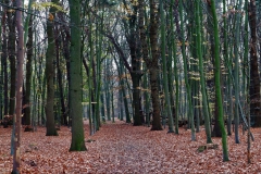 Waldweg westlich von Baerl