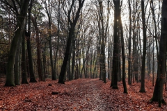 Waldweg westlich von Baerl