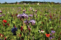 Wildblumenwiese