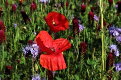 Mohn, Büschelblume und Inkarnatklee