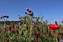 Wildblumenwiese