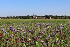 Wildblumenwiese und Rickelrath