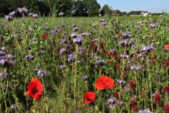 Mohn und Büschelblume