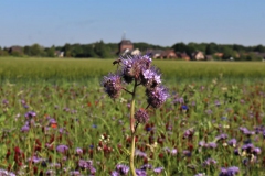 Büschelblume