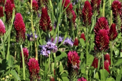 Büschelblume und Inkarnatklee