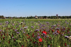 Wildblumen und Rickelrath