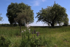 Streuobstwiesen Rickelrath