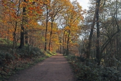 Weg Richtung NSG Hülserbruch