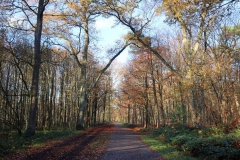 Waldweg am Inratherberg