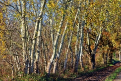 Birken am Reit- und Wanderweg