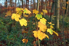 Ahorn in herbstlicher Färbung