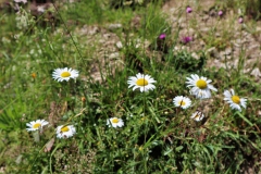 Alpenblumen