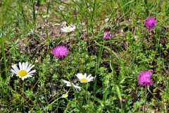 Alpenblumen
