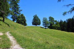 Almwiesen bei der Hauseralm