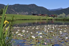 Seerosenteich bei Blindau