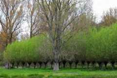 Kopfweiden am Kranenbach