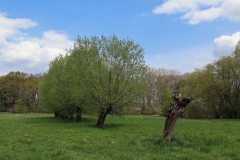 Weiden in den Kranenbachauen