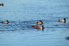 Enten auf dem Hinsbecker Bruch