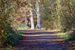 Weg zwischen Hinsbecker und Glabbacher Bruch