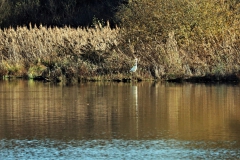 Fischreiher am Glabbacher Bruch