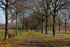 Allee Palandweg
