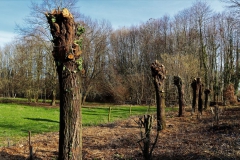 Weiden an Haus Horst