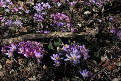 Wilde Krokusse am Heidpesch