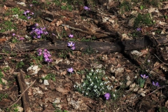 Schneeglöckchen und Krokusse